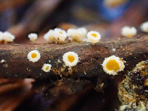  ( - HAY-F-005153)  @11 [ ] by-nc (2023) Dean Lyons Fungal Diversity Survey