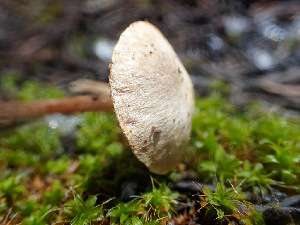  ( - HAY-F-005010)  @11 [ ] by-nc (2023) Dean Lyons Fungal Diversity Survey