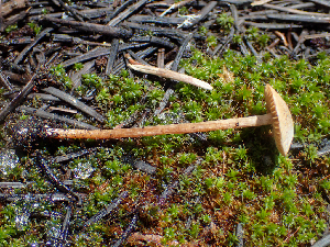 ( - HAY-F-005010)  @11 [ ] by-nc (2023) Dean Lyons Fungal Diversity Survey