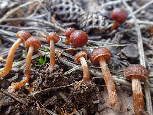  ( - HAY-F-005003)  @11 [ ] by-nc (2023) Dean Lyons Fungal Diversity Survey