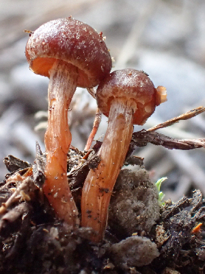  ( - HAY-F-005003)  @11 [ ] by-nc (2023) Dean Lyons Fungal Diversity Survey