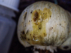  ( - HAY-F-005001)  @11 [ ] by-nc (2023) Dean Lyons Fungal Diversity Survey