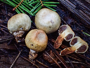  ( - HAY-F-005001)  @11 [ ] by-nc (2023) Dean Lyons Fungal Diversity Survey