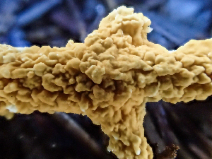  ( - HAY-F-004996)  @11 [ ] by-nc (2023) Dean Lyons Fungal Diversity Survey