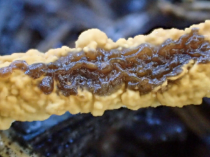  ( - HAY-F-004996)  @11 [ ] by-nc (2023) Dean Lyons Fungal Diversity Survey