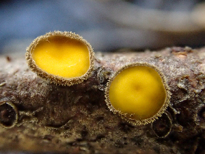  ( - HAY-F-004995)  @11 [ ] by-nc (2023) Dean Lyons Fungal Diversity Survey