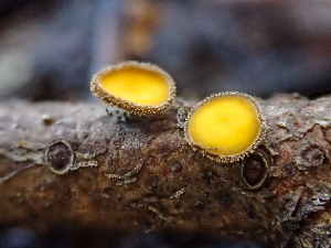  (Lachnellula sp. arida-CA01 - HAY-F-004995)  @11 [ ] by-nc (2023) Dean Lyons Fungal Diversity Survey