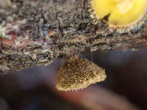  ( - HAY-F-004995)  @11 [ ] by-nc (2023) Dean Lyons Fungal Diversity Survey
