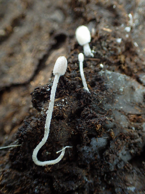  (Coprinopsis xenobia - HAY-F-004991)  @11 [ ] by-nc (2023) Dean Lyons Fungal Diversity Survey