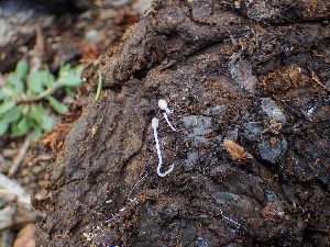  ( - HAY-F-004991)  @11 [ ] by-nc (2023) Dean Lyons Fungal Diversity Survey