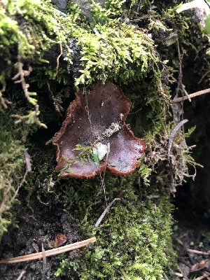  ( - HAY-F-004982)  @11 [ ] by-nc (2023) Dean Lyons Fungal Diversity Survey