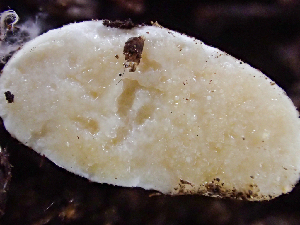 (Endogonales - HAY-F-004990)  @11 [ ] by-nc (2023) Dean Lyons Fungal Diversity Survey