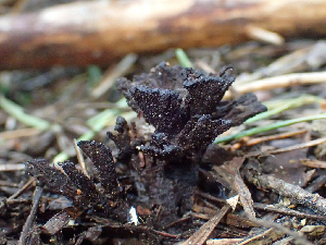  (Thelephora sp. CA01 - HAY-F-004984)  @11 [ ] by-nc (2023) Dean Lyons Fungal Diversity Survey