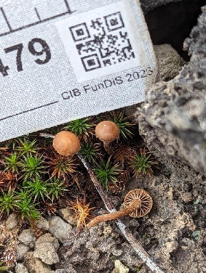  ( - HAY-F-004479)  @11 [ ] by-nc (2023) Stu Pickell Fungal Diversity Survey