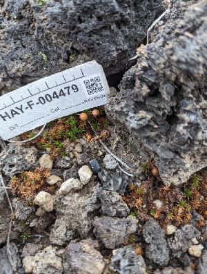  ( - HAY-F-004479)  @11 [ ] by-nc (2023) Stu Pickell Fungal Diversity Survey