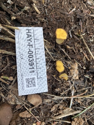  ( - HAY-F-003911)  @11 [ ] by-nc (2023) Grace Stark Fungal Diversity Survey