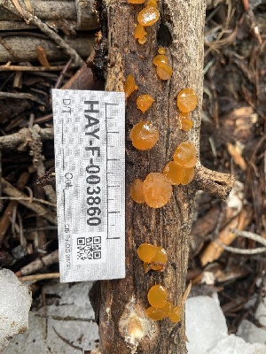  ( - HAY-F-003860)  @11 [ ] by-nc (2023) Grace Stark Fungal Diversity Survey