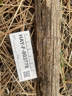  ( - HAY-F-003778)  @11 [ ] by-nc (2023) Grace Stark Fungal Diversity Survey