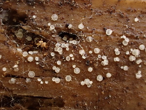  ( - HAY-F-003826)  @11 [ ] by-nc (2023) Grace Stark Fungal Diversity Survey