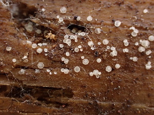  ( - HAY-F-003826)  @11 [ ] by-nc (2023) Grace Stark Fungal Diversity Survey