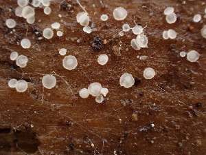  ( - HAY-F-003826)  @11 [ ] by-nc (2023) Grace Stark Fungal Diversity Survey