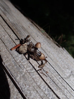  ( - HAY-F-005148)  @11 [ ] by-nc (2023) Sadie Hickey Fungal Diversity Survey