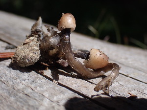  ( - HAY-F-005148)  @11 [ ] by-nc (2023) Sadie Hickey Fungal Diversity Survey