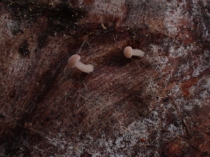  ( - HAY-F-003872)  @11 [ ] by-nc (2023) Grace Stark Fungal Diversity Survey