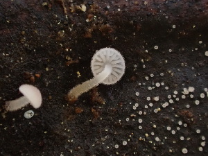  ( - HAY-F-003872)  @11 [ ] by-nc (2023) Grace Stark Fungal Diversity Survey