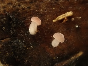  ( - HAY-F-003872)  @11 [ ] by-nc (2023) Grace Stark Fungal Diversity Survey