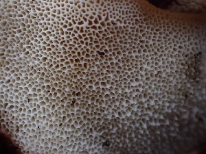  ( - HAY-F-003922)  @11 [ ] by-nc (2023) Grace Stark Fungal Diversity Survey