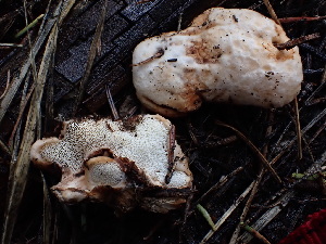  ( - HAY-F-003922)  @11 [ ] by-nc (2023) Grace Stark Fungal Diversity Survey