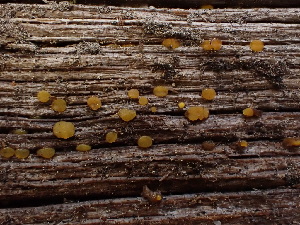  ( - HAY-F-003778)  @11 [ ] by-nc (2023) Grace Stark Fungal Diversity Survey