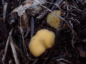  ( - HAY-F-003911)  @11 [ ] by-nc (2023) Grace Stark Fungal Diversity Survey