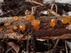  ( - HAY-F-003860)  @11 [ ] by-nc (2023) Grace Stark Fungal Diversity Survey
