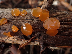  (Guepiniopsis - HAY-F-003860)  @11 [ ] by-nc (2023) Grace Stark Fungal Diversity Survey
