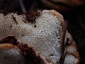  ( - HAY-F-003922)  @11 [ ] by-nc (2023) Grace Stark Fungal Diversity Survey