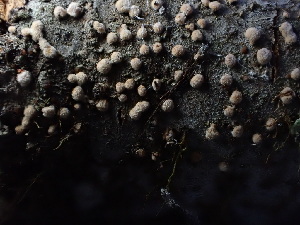  ( - HAY-F-003929)  @11 [ ] by-nc (2023) Grace Stark Fungal Diversity Survey