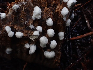  ( - HAY-F-003930)  @11 [ ] by-nc (2023) Grace Stark Fungal Diversity Survey