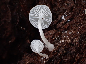  ( - HAY-F-003920)  @11 [ ] by-nc (2023) Grace Stark Fungal Diversity Survey