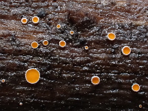  ( - HAY-F-003927)  @11 [ ] by-nc (2023) Grace Stark Fungal Diversity Survey