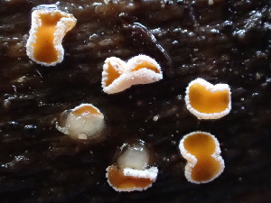  ( - HAY-F-003927)  @11 [ ] by-nc (2023) Grace Stark Fungal Diversity Survey