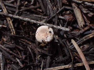  ( - HAY-F-003916)  @11 [ ] by-nc (2023) Grace Stark Fungal Diversity Survey