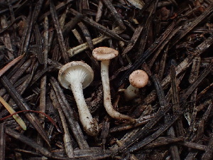  (Aphroditeola - HAY-F-003916)  @11 [ ] by-nc (2023) Grace Stark Fungal Diversity Survey