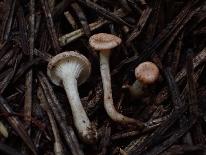  ( - HAY-F-003916)  @11 [ ] by-nc (2023) Grace Stark Fungal Diversity Survey