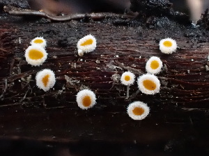  ( - HAY-F-003874)  @11 [ ] by-nc (2023) Grace Stark Fungal Diversity Survey