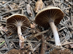  ( - HAY-F-003868)  @11 [ ] by-nc (2023) Grace Stark Fungal Diversity Survey