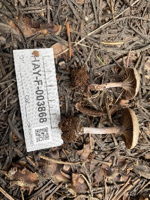  ( - HAY-F-003868)  @11 [ ] by-nc (2023) Grace Stark Fungal Diversity Survey