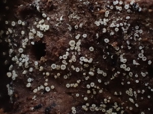  (Eupezizella - HAY-F-003935)  @11 [ ] by-nc (2023) Grace Stark Fungal Diversity Survey