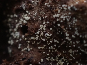  ( - HAY-F-003935)  @11 [ ] by-nc (2023) Grace Stark Fungal Diversity Survey